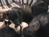 Black dog wrecking the butthole of fat whore